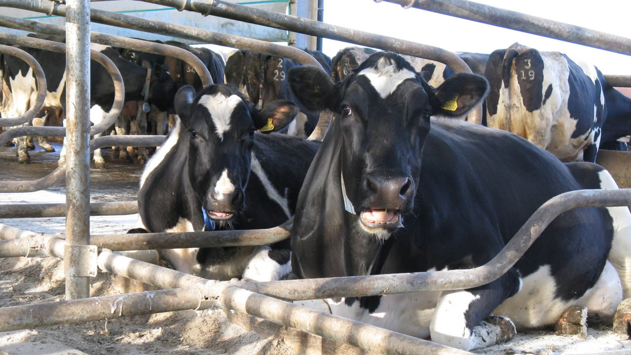 Cattle
