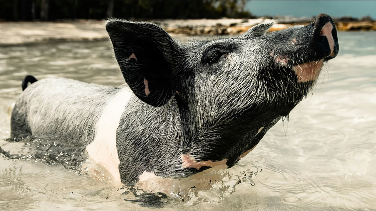 Pigs