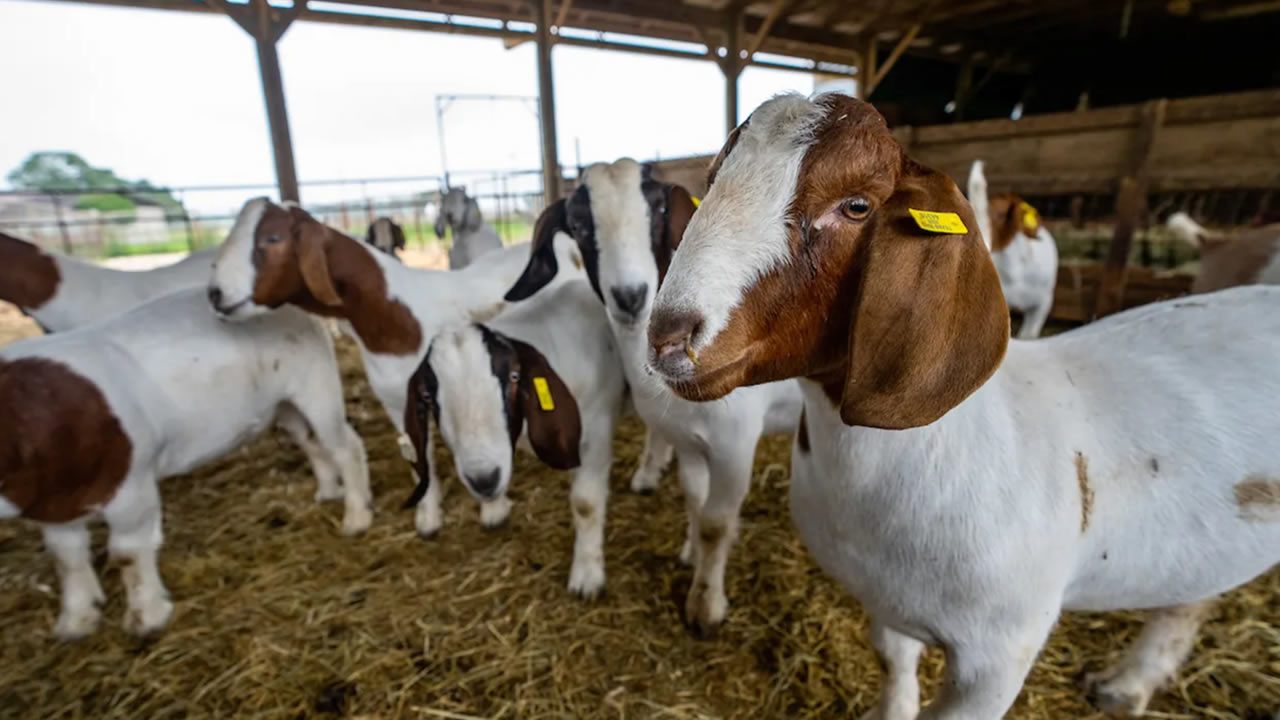 Goats
