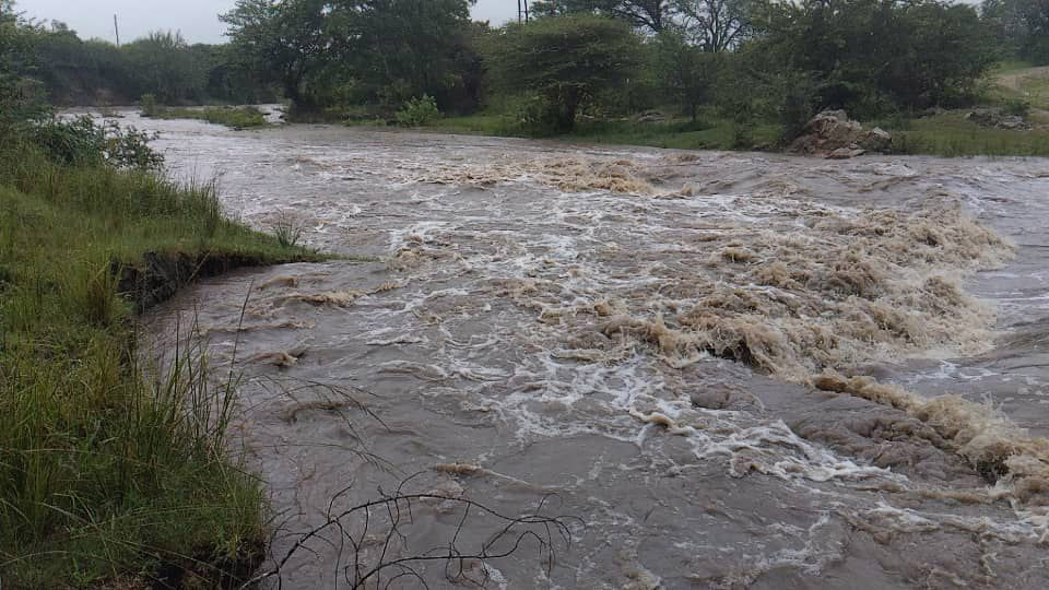 Due to the torrential rainfall, rivers are overflowing so much such that even hippos and crocodiles are leaving rivers to relocate to more calmer shallow puddles and ponds.