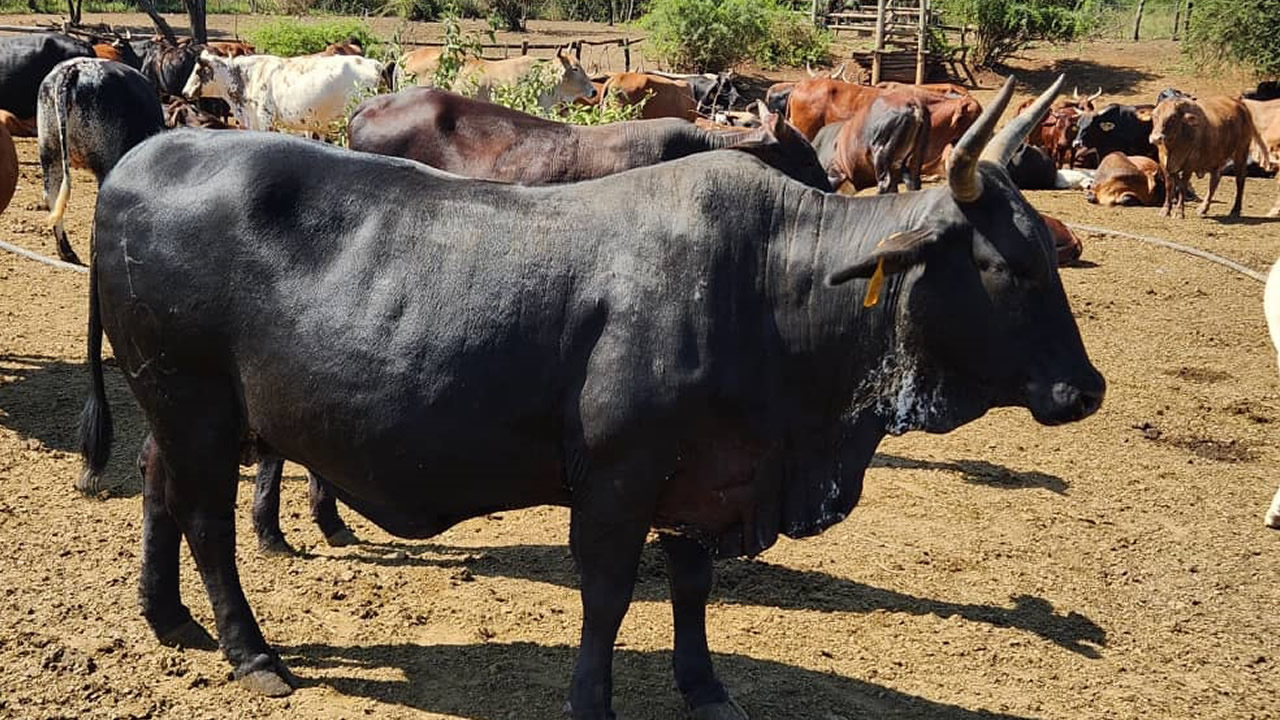 Donu2019t let cold starve your herd