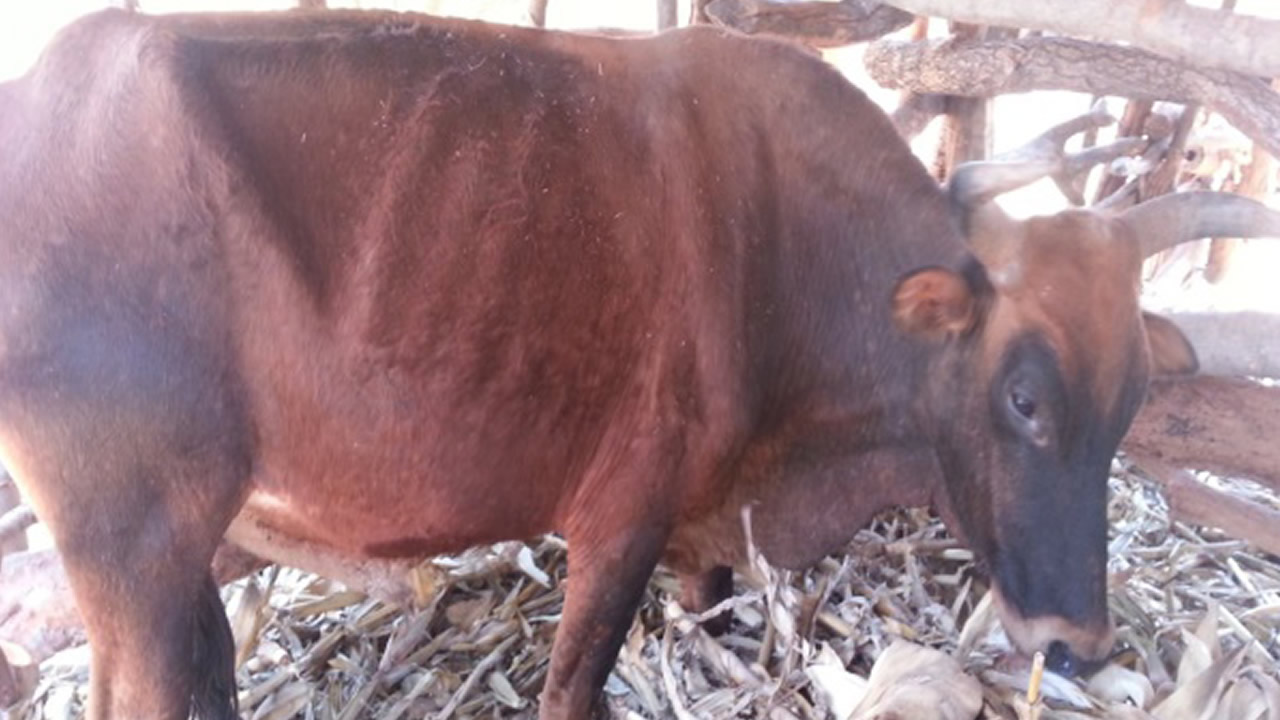 Donu2019t let cold starve your herd
