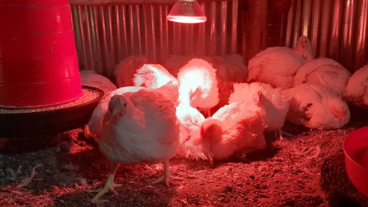 Farming journey rooted in resilience, passion
