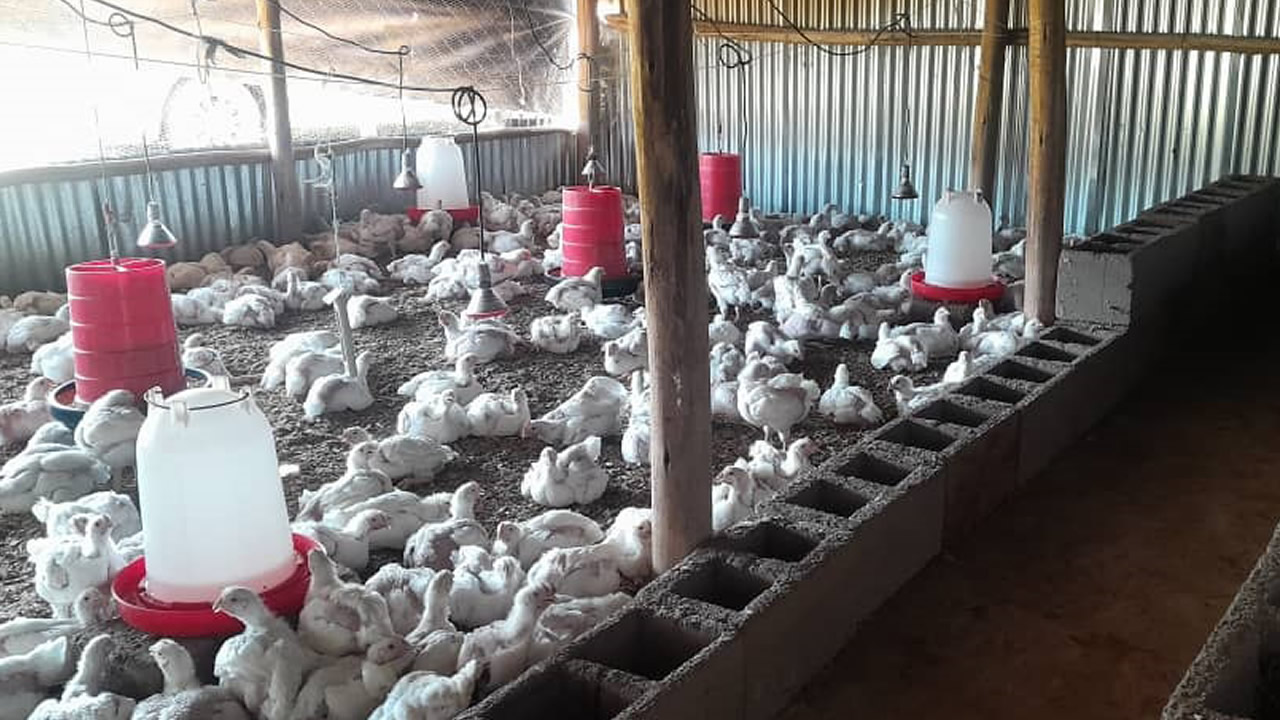 Farming journey rooted in resilience, passion