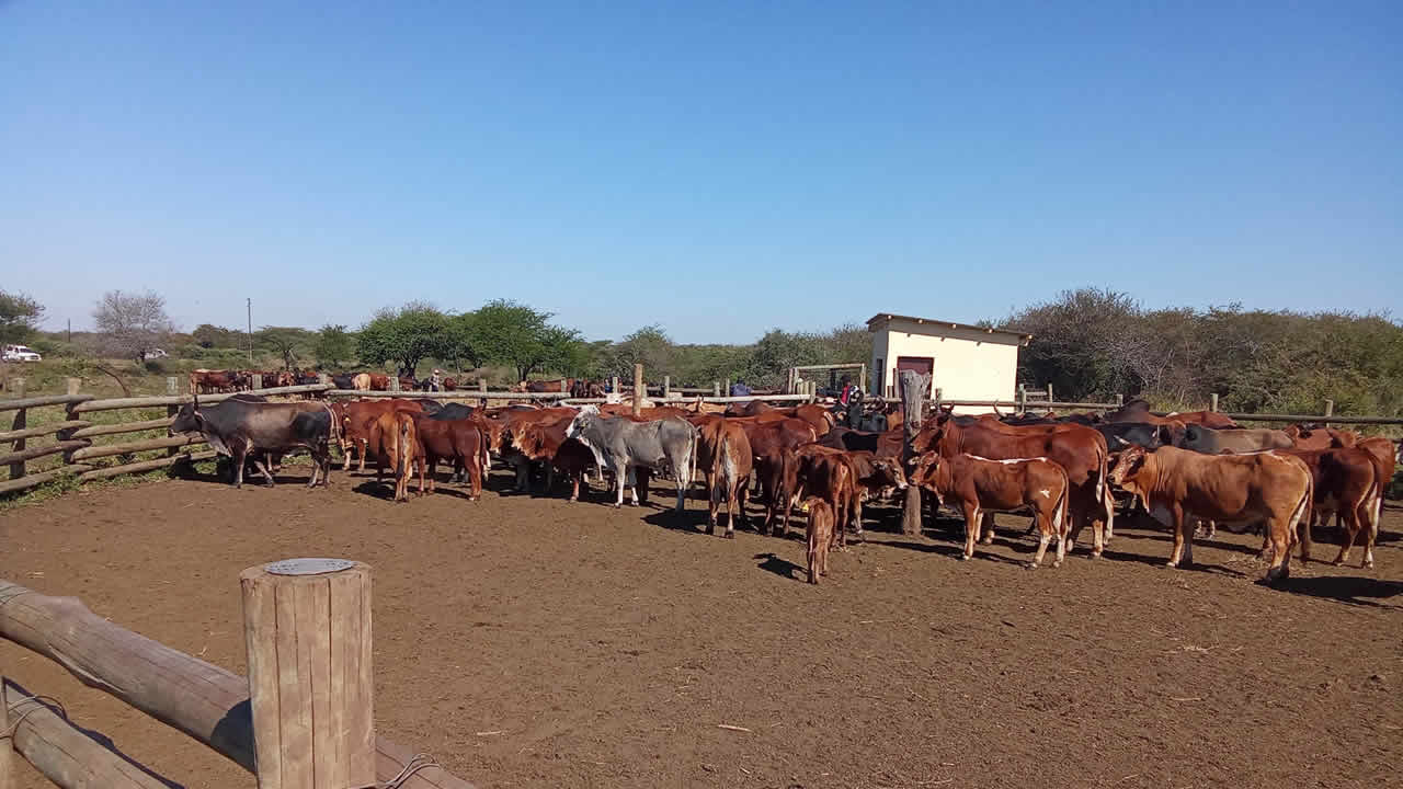 FMD vaccine offers fresh hope for livestock farmers