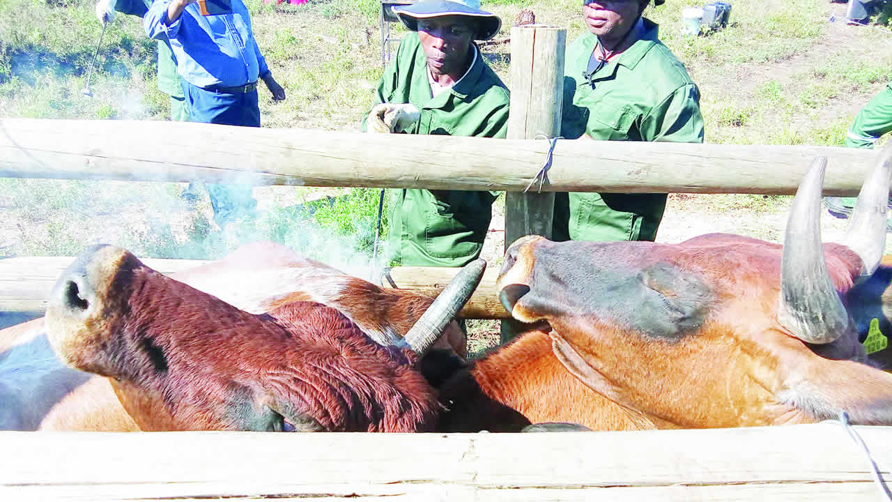 FMD vaccine offers fresh hope for livestock farmers