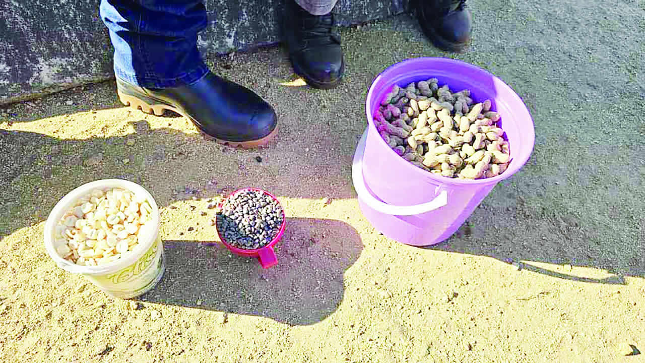 NPGRCu2019s embarks on germplasm collection mission u2026 safeguarding crop diversity