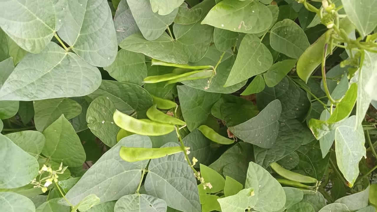 NPGRCu2019s embarks on germplasm collection mission u2026 safeguarding crop diversity