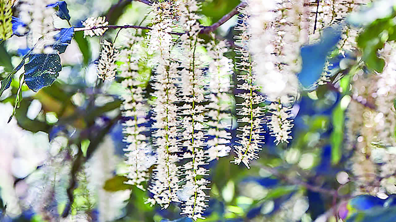 Macadamia farming: Preparing for crucial flowering season