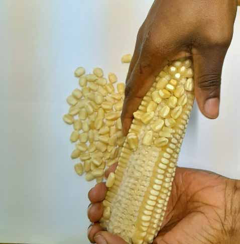 Though time consuming, using hands is one of the best methods that leave the grain intact.