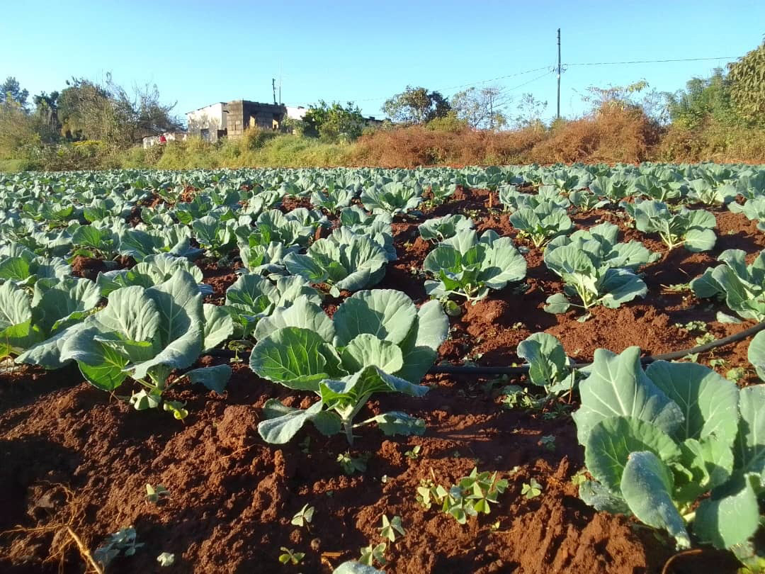 Mahlalela's cabbages which he made sure to plant this winter as they withstand the season.