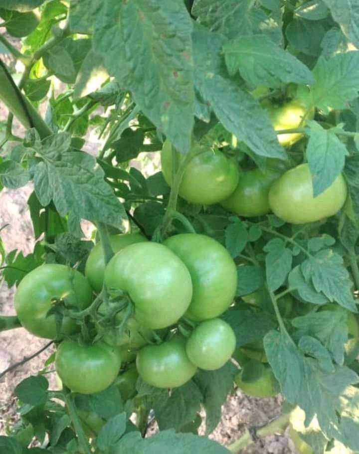 He also diversifies his vegetable production to ensure a steady supply in the market.