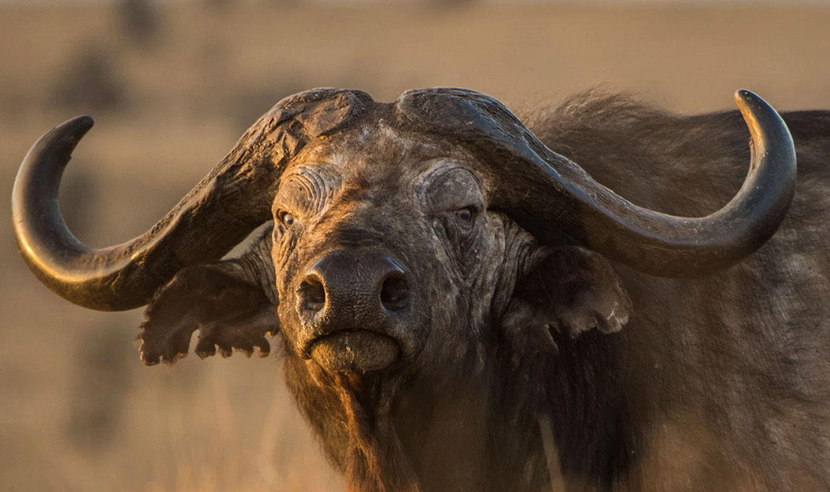 Known for its intimidating look, the buffalo is a marvel to watch.