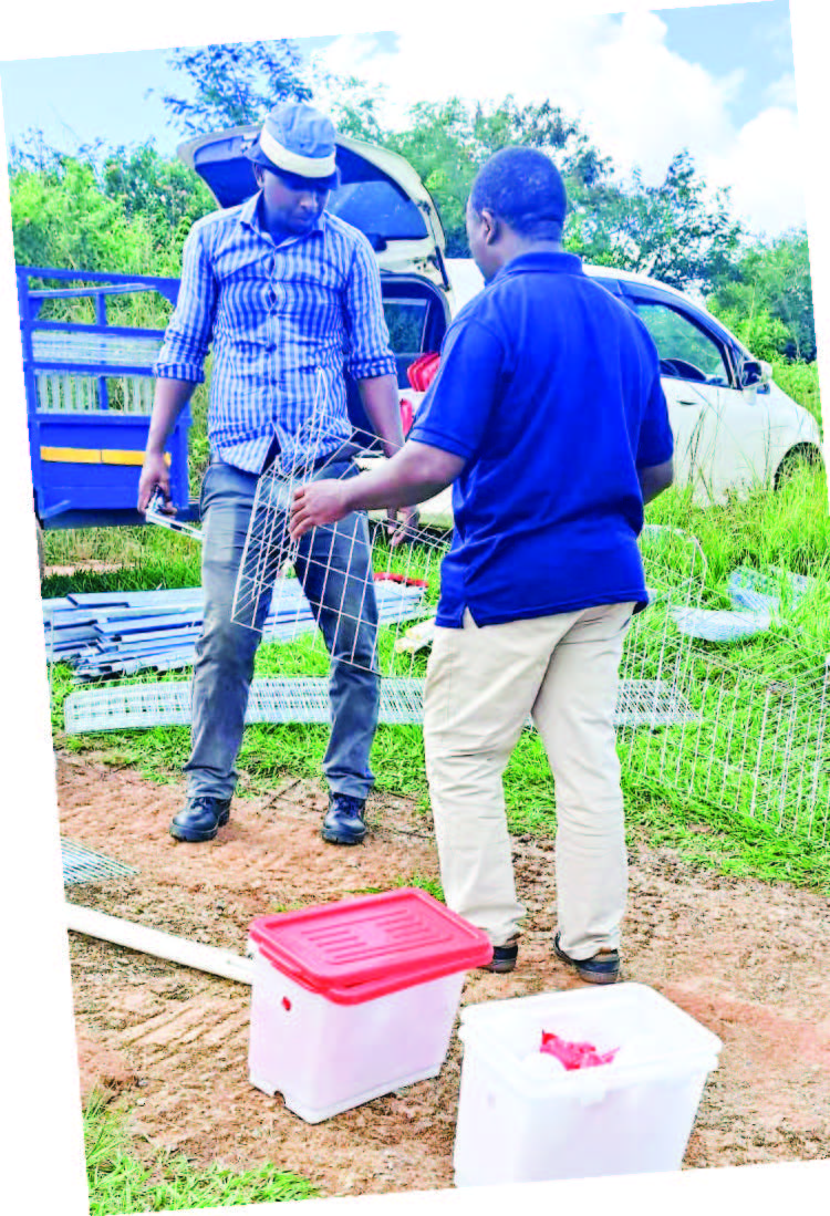 GPI MD Wandile Simelane and his team assembling one of the cages at the clientu2019s location.