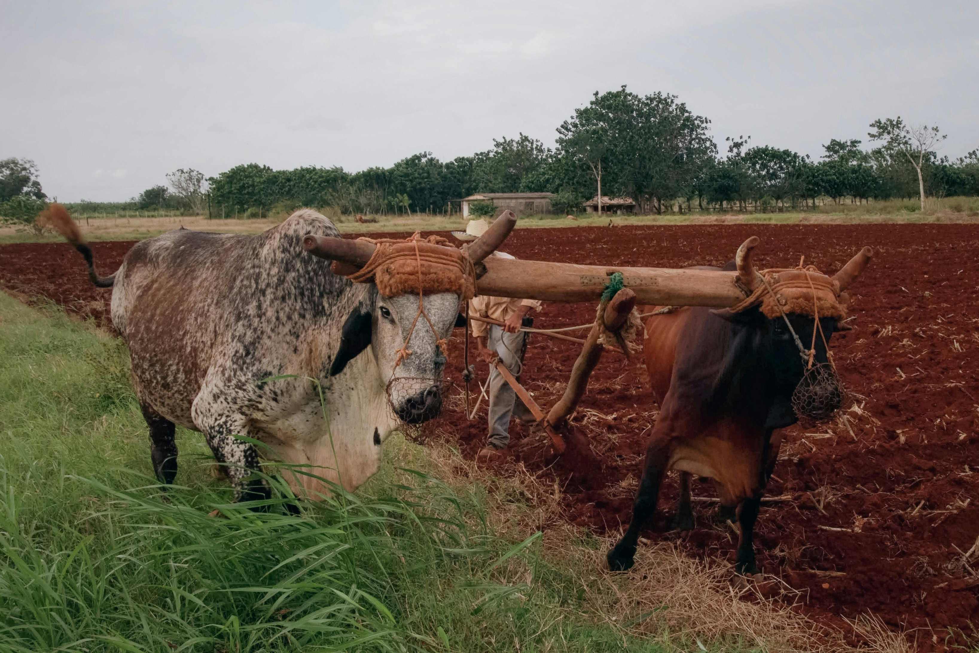Natural amendments like compost, cattle and goat manures are long-term solutions since they enrich the soil with organic matter. (Courtesy pics)