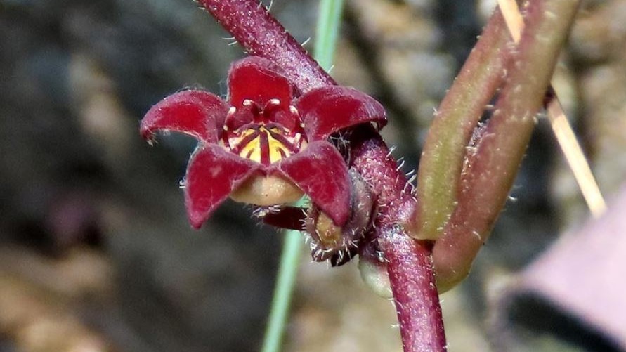 Brachystelma swazicum.