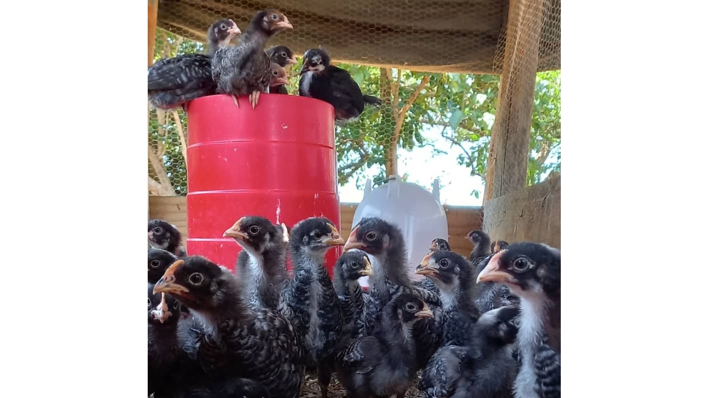 The Potch Koekoek loves free ranging, but will also do well in confinement. (R) It is best to ensure that the chickens are secured in a safe house, away from predators.