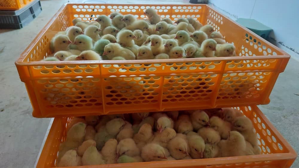 Baskets of ready to go home day-old chicks, vaccinated at the hatchery to protect them from highly contagious diseases.