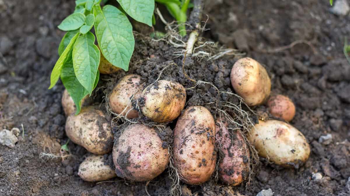 The countryu2019s varied climate, ranging from subtropical to temperate in higher elevations, allows for year-round potato cultivation with strategic timing, in different regions.
