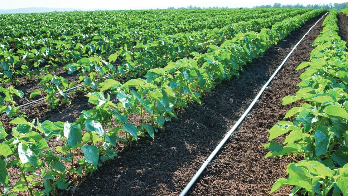 The Rivulis D5000 Drip Line ensures uniform water distribution across varying field topographies.