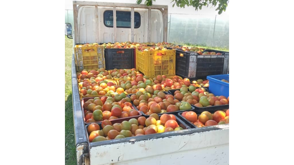 The Marime brotheru2019s tomatoes ready for market delivery.