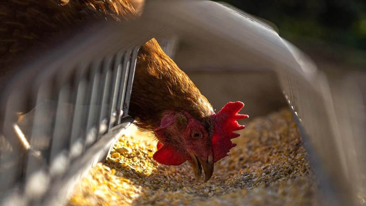 Replace feed to meet broilersu2019 changing nutritional needs, preventing health problems and improving growth performance and feed efficiency.