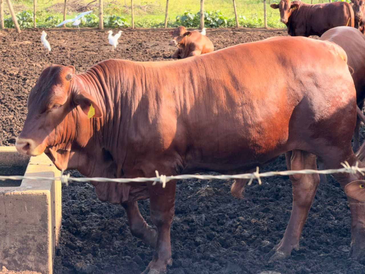 This sale presents a rare opportunity for livestock buyers to secure hardy, well-managed animals known for their resilience, adaptability and strong beef characteristics.