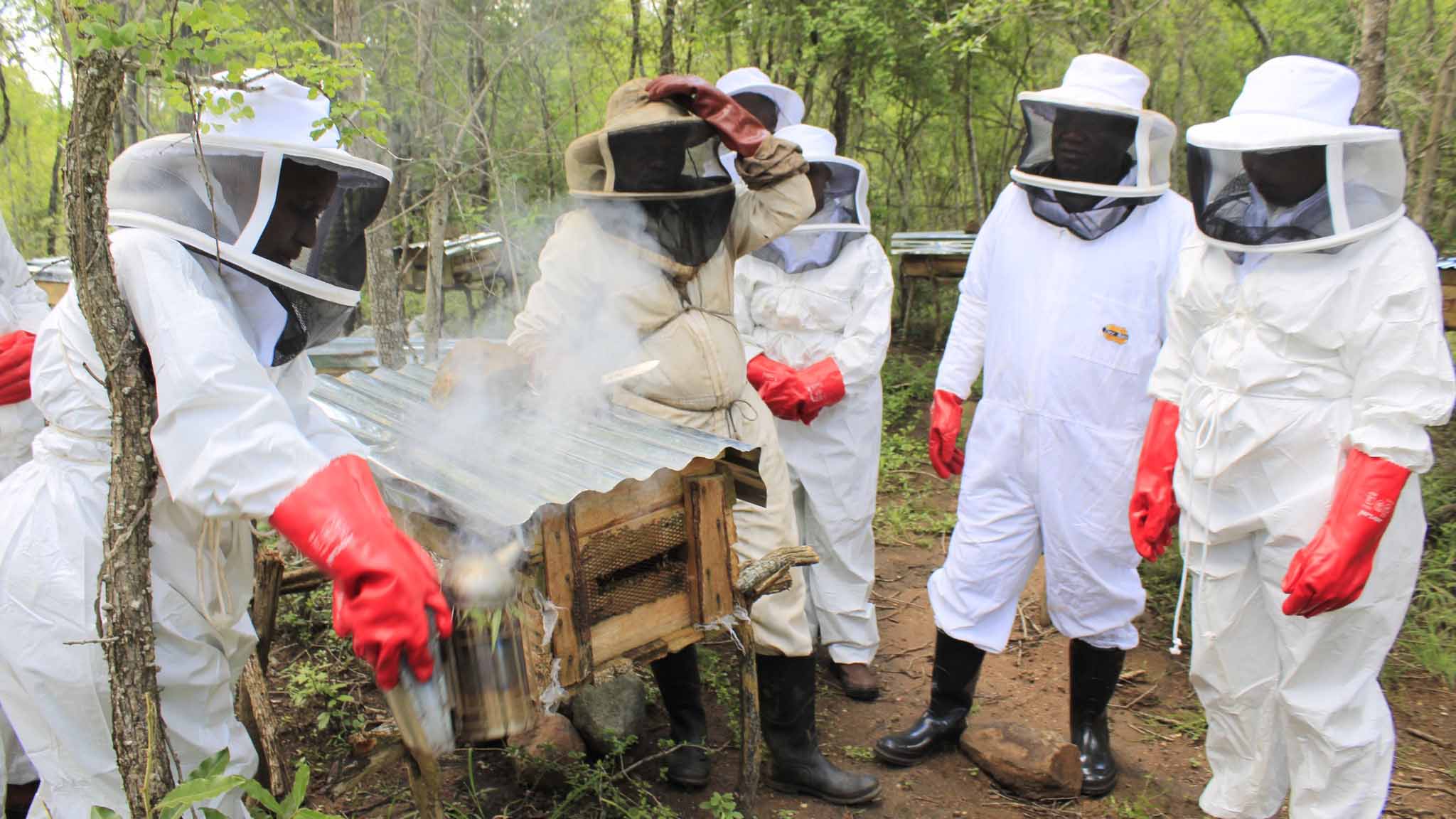 The officers taking part in the smoking process of beekeeping.