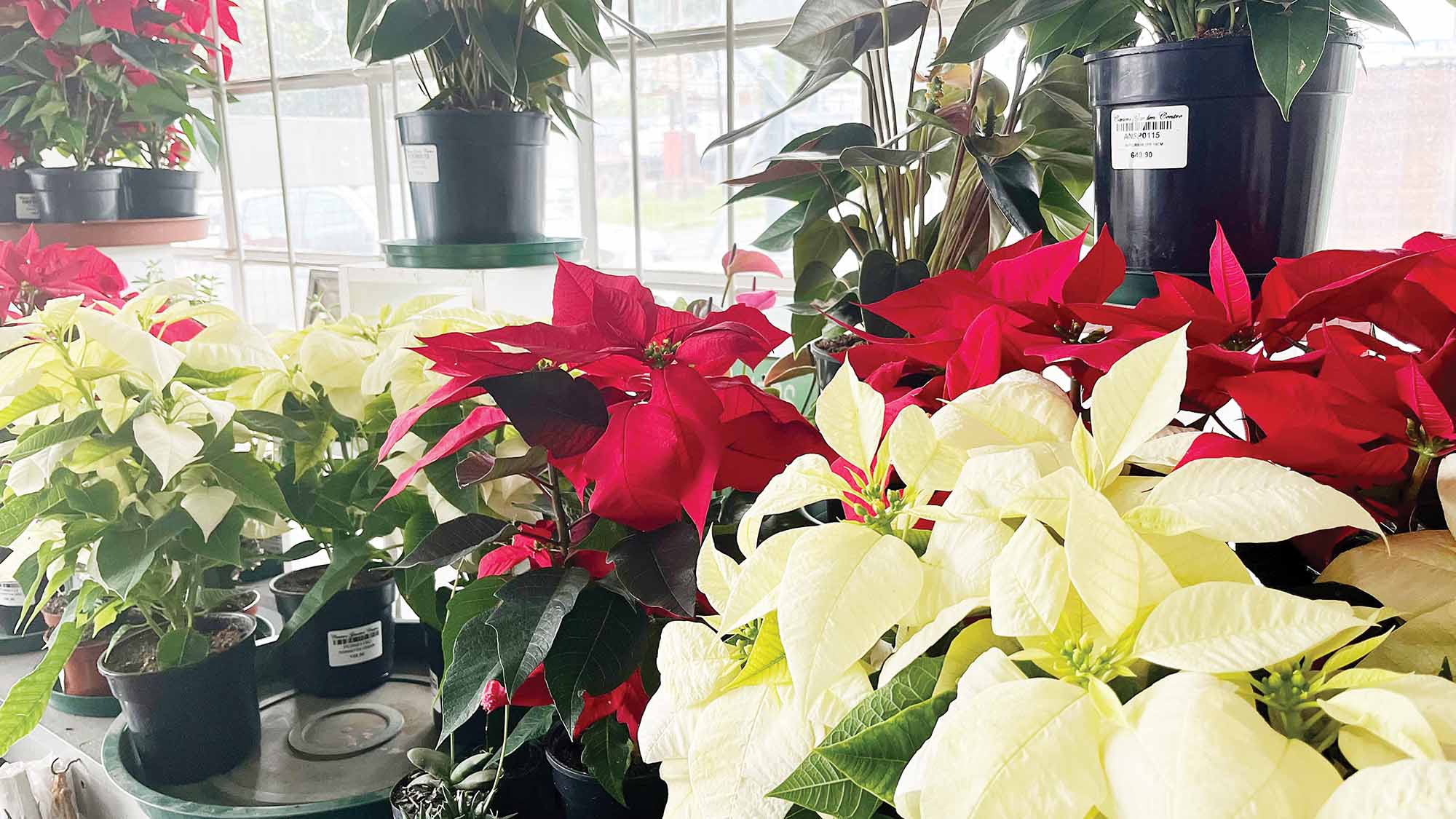 To elevate your festive setup even further, consider adding a classic red or white poinsettia from Carters Garden Centre.