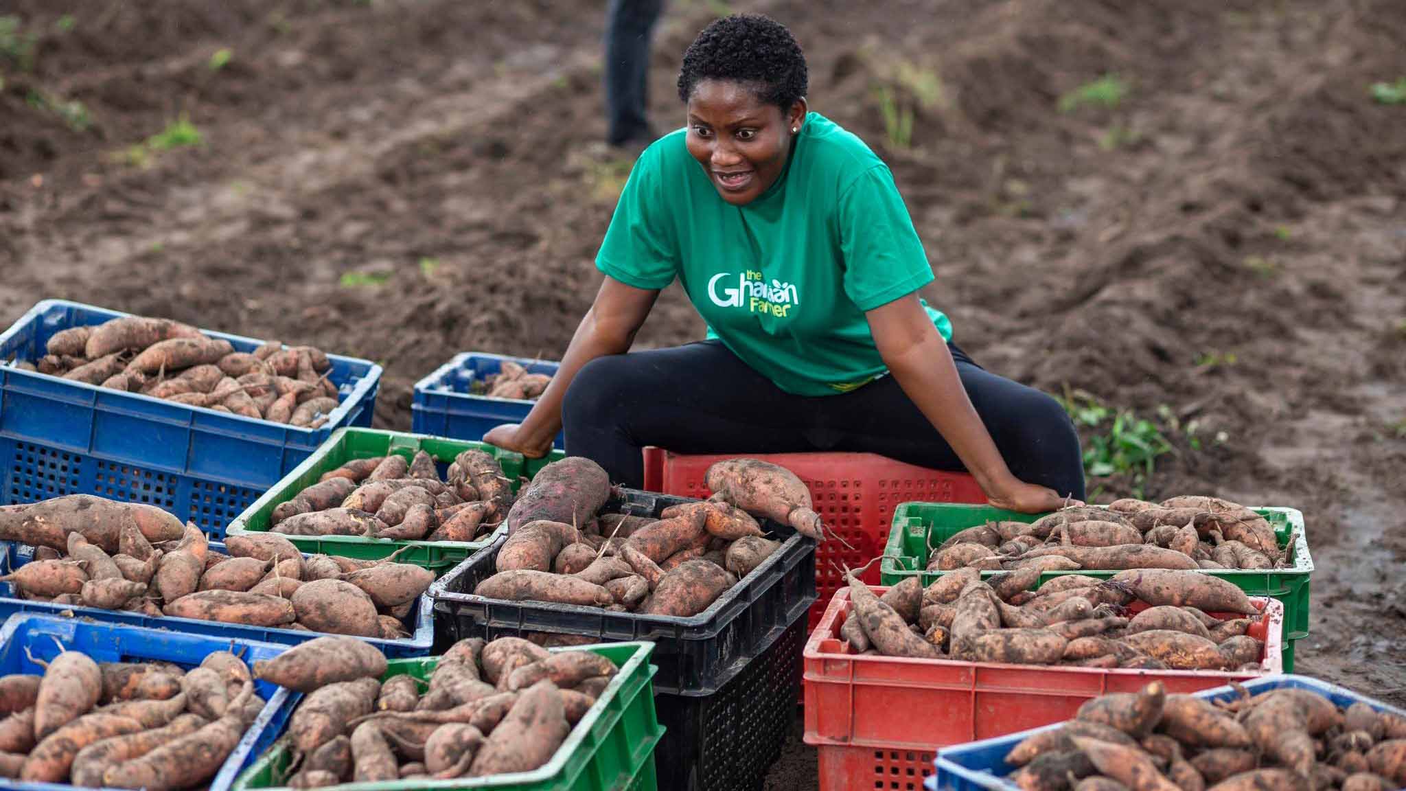 Sweet potato production enables farmers to better utilise favourable rainy seasons, stabilise household food supplies and build resilience. (Courtesy pics)
