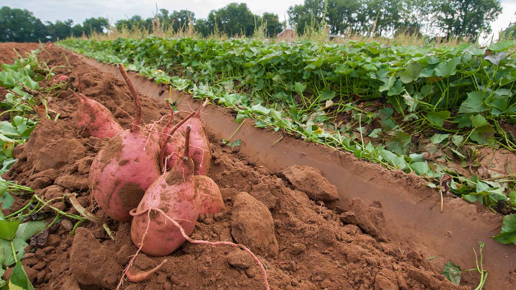 Sweet potato is well suited to Eswatiniu2019s diverse agro-ecological zones due to its adaptability.