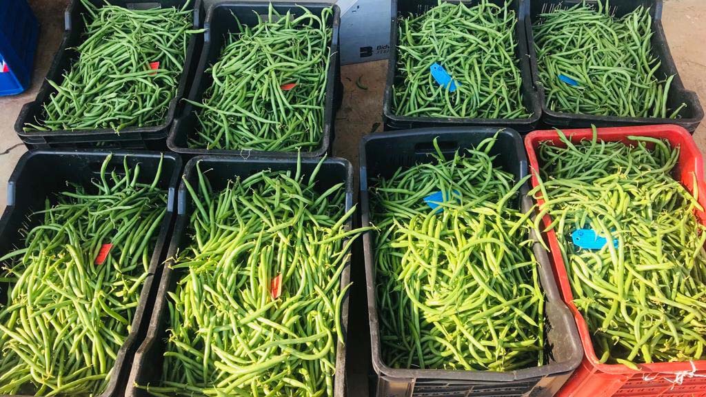 Mfanukhona Guleu2019s green beans all packed after being harvested from his farm.