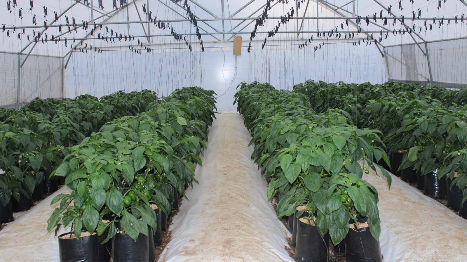 Inside one of the tunnels at WFFu2019s Climate Smart Agriculture Training Centre. Dlamini says monitoring internal temperature and humidity levels closely is very important.
