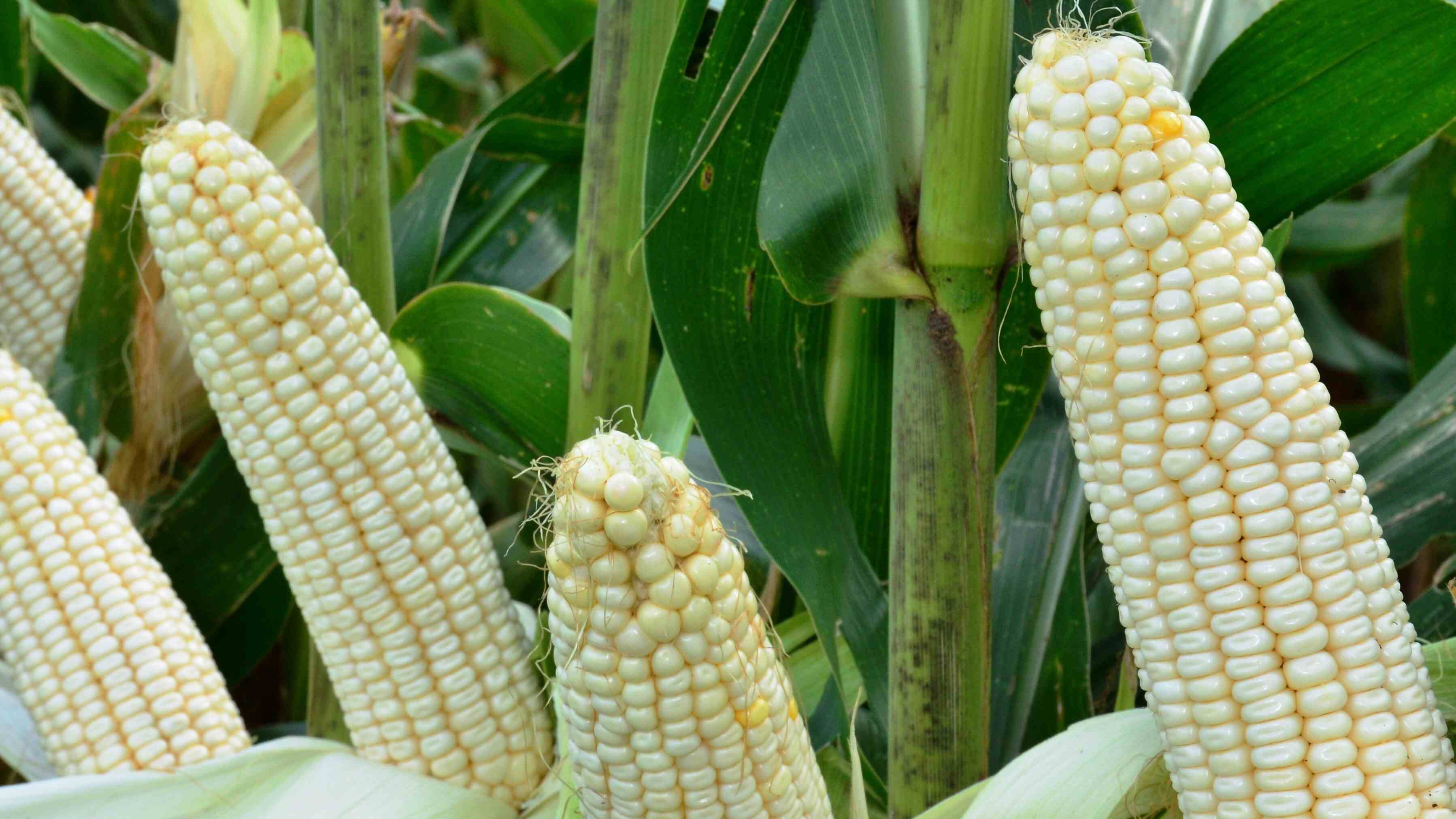 EWADE makes impressive strides in first quarter 