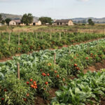 The picture has nothing to do with the article, but an illustration that the three Malawian nationals were allegedly lured to Eswatini under the false premise of employment in vegetable farming.