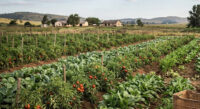 The picture has nothing to do with the article, but an illustration that the three Malawian nationals were allegedly lured to Eswatini under the false premise of employment in vegetable farming.