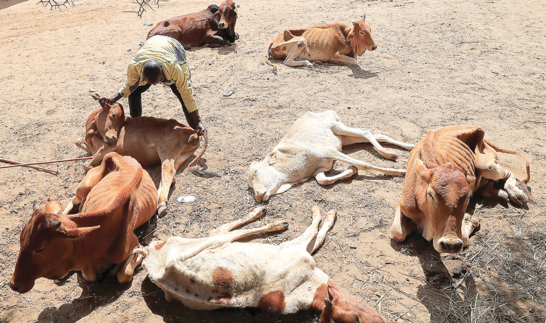 When El Nino hit the kingdom in 2015/16 season, drought was induced as a disastrous effect of climate change. During that season, reports have it that about 80 000 cattle died. (File pic)