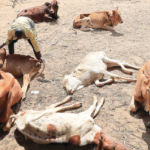 When El Nino hit the kingdom in 2015/16 season, drought was induced as a disastrous effect of climate change. During that season, reports have it that about 80 000 cattle died. (File pic)