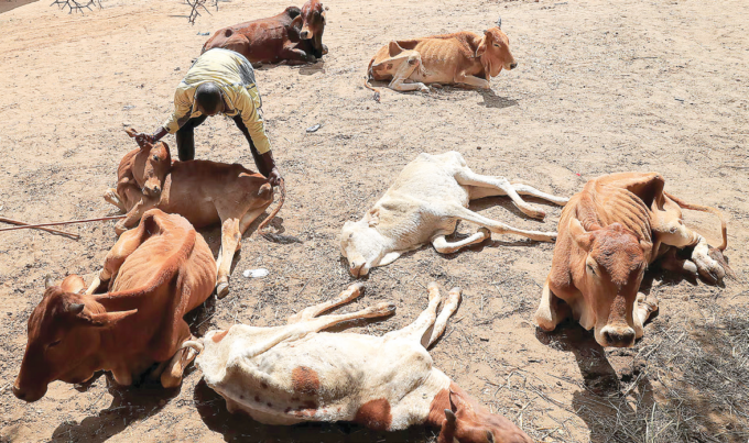 When El Nino hit the kingdom in 2015/16 season, drought was induced as a disastrous effect of climate change. During that season, reports have it that about 80 000 cattle died. (File pic)