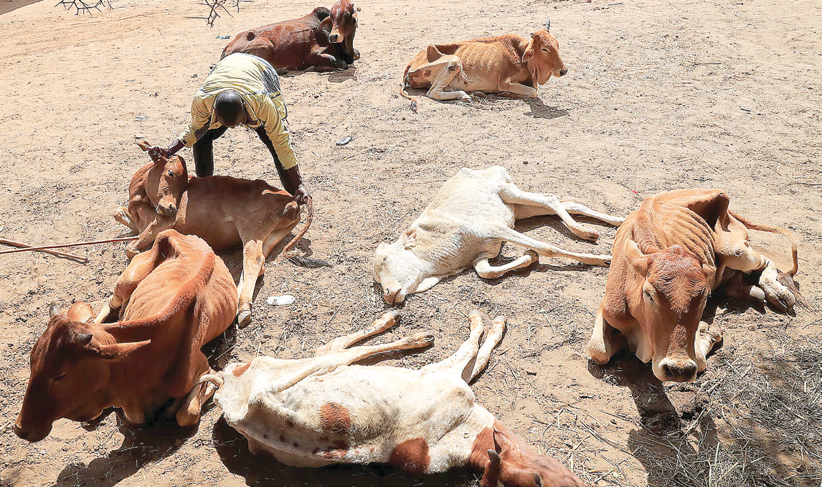 When El Nino hit the kingdom in 2015/16 season, drought was induced as a disastrous effect of climate change. During that season, reports have it that about 80 000 cattle died. (File pic)