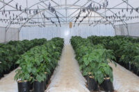 Inside one of the tunnels at WFF's Climate Smart Agriculture Training Centre. Dlamini says that monitoring internal temperatures and humidity levels closely is very important.