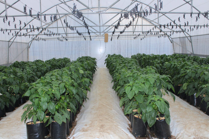 Inside one of the tunnels at WFF's Climate Smart Agriculture Training Centre. Dlamini says that monitoring internal temperatures and humidity levels closely is very important.