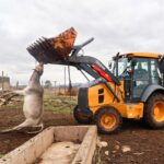 One of the cow that was reportedly killed by severe cold front being towed by front loader to be buried in dug pit. (Pics:Mnelisi Dlamini)