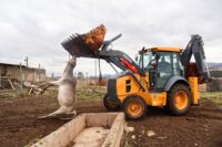 One of the cow that was reportedly killed by severe cold front being towed by front loader to be buried in dug pit. (Pics:Mnelisi Dlamini)