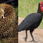 Royal Leopard prowl with stealthy, muscular grace. (R) Eswatini champions Nsingizini Hotspurs are named after the southern ground hornbill bird. (Pics: Wild Ambiance Nature, Brittanica)