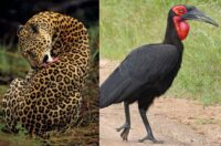 Royal Leopard prowl with stealthy, muscular grace. (R) Eswatini champions Nsingizini Hotspurs are named after the southern ground hornbill bird. (Pics: Wild Ambiance Nature, Brittanica)
