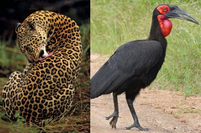 Royal Leopard prowl with stealthy, muscular grace. (R) Eswatini champions Nsingizini Hotspurs are named after the southern ground hornbill bird. (Pics: Wild Ambiance Nature, Brittanica)