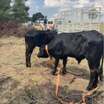 During Operation Basadi, law enforcement successfully recovered stolen livestock, including cattle. (Image: supplied/ IOL)