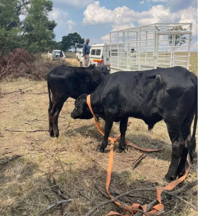 During Operation Basadi, law enforcement successfully recovered stolen livestock, including cattle. (Image: supplied/ IOL)