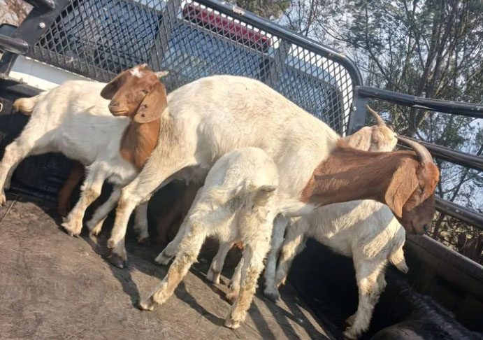 During Operation Basadi, law enforcement successfully recovered stolen livestock, including goats. (Image: supplied/IOL)